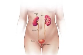 kidney-prostate-cancer